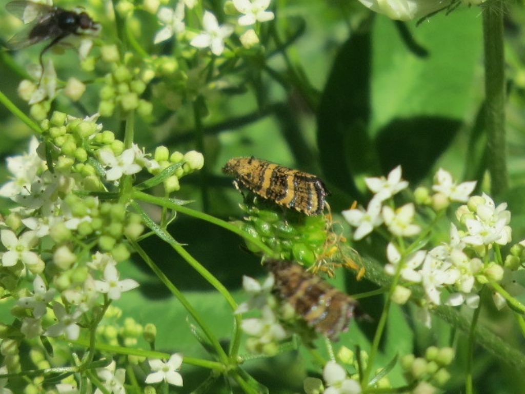 Tortricidae: Phiaris cfr. scoriana